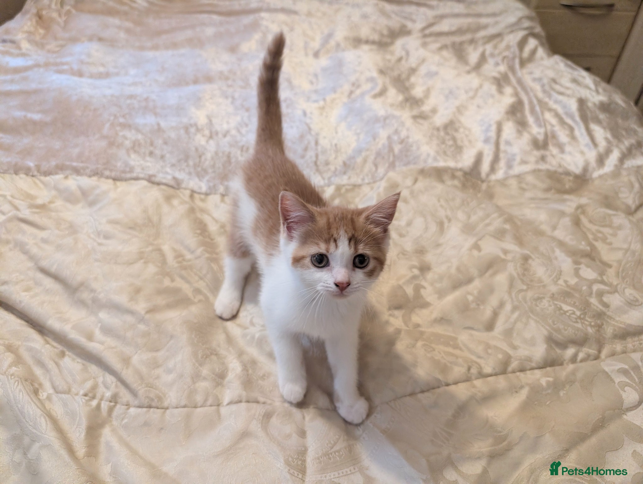 Mixed Breed cats Beautiful kittens, only two left - Advert 4