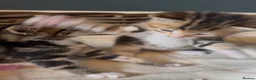 Mixed Breed cats for sale: Kittens - Advert 32