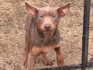 Australian Kelpie dogs Australian Kelpie Puppies WKC Registered - Advert 4