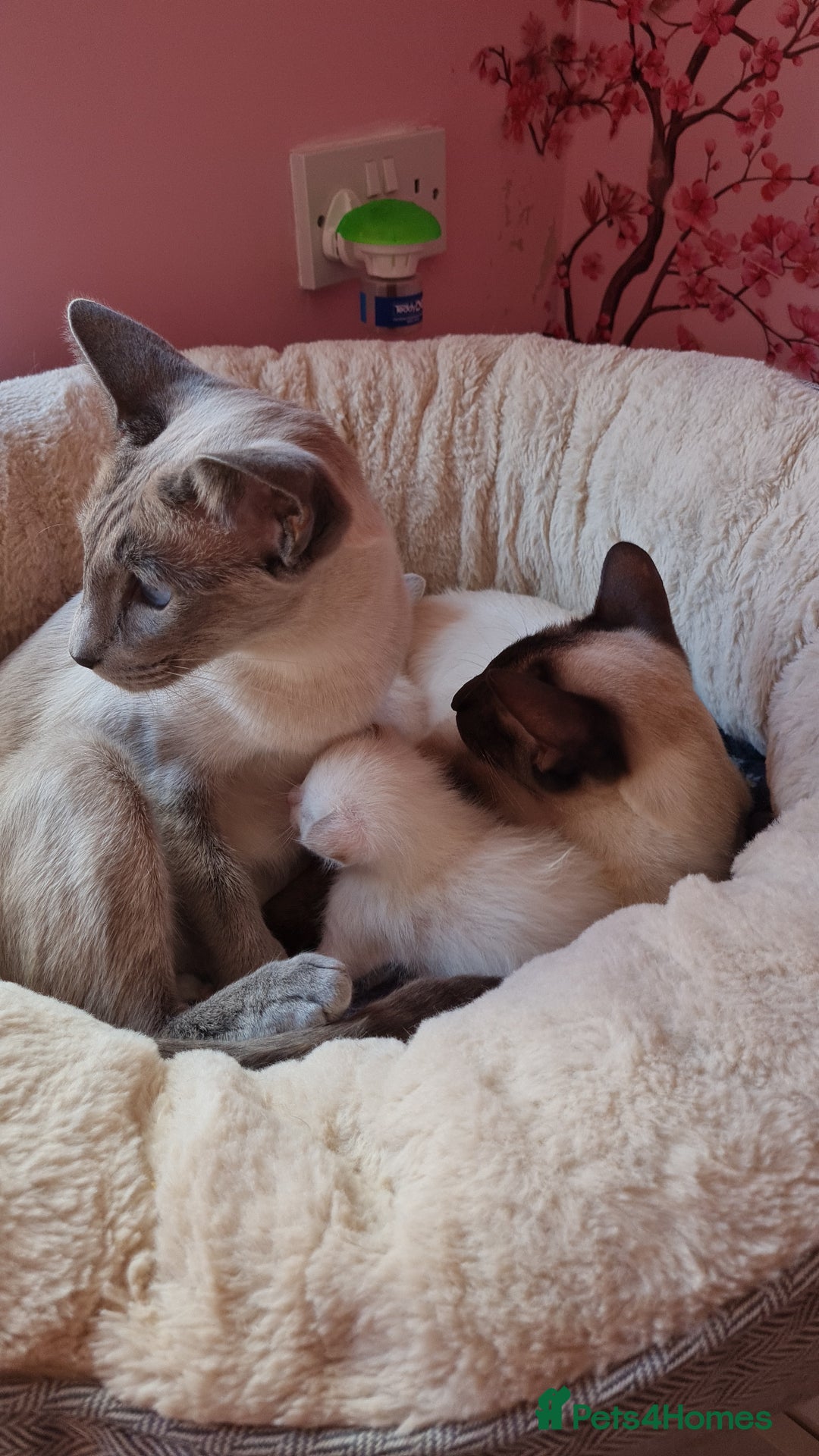 Siamese cats for sale: Siamese kittens 2 Chocolatepoint, 2 boys Bluepoint - Image 3