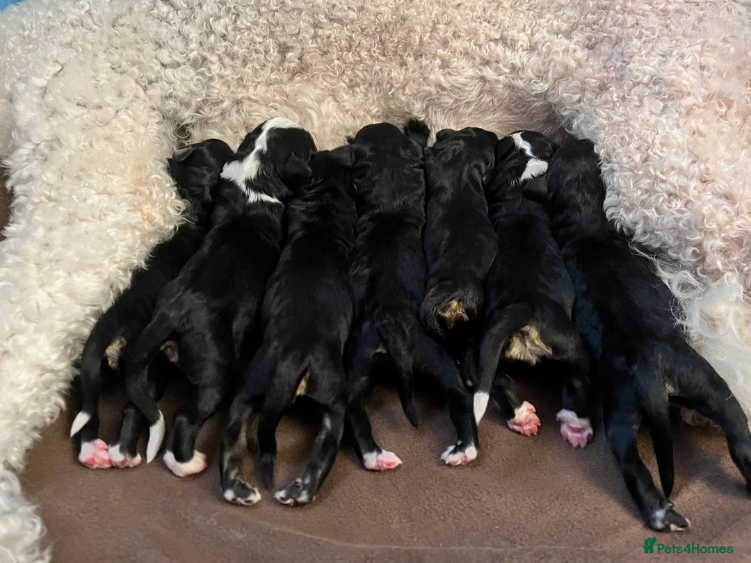 Bernedoodle dogs for sale: Exceptional F1 Bernedoodle Puppies - Advert 23
