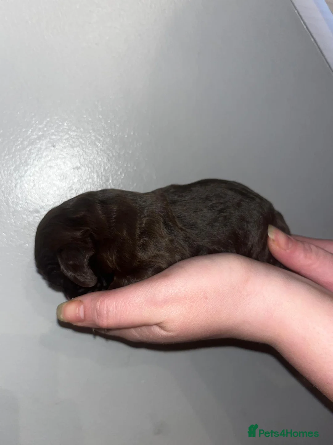 Cocker Spaniel dogs for sale: Cocker spaniel puppies for sale  - Advert 11
