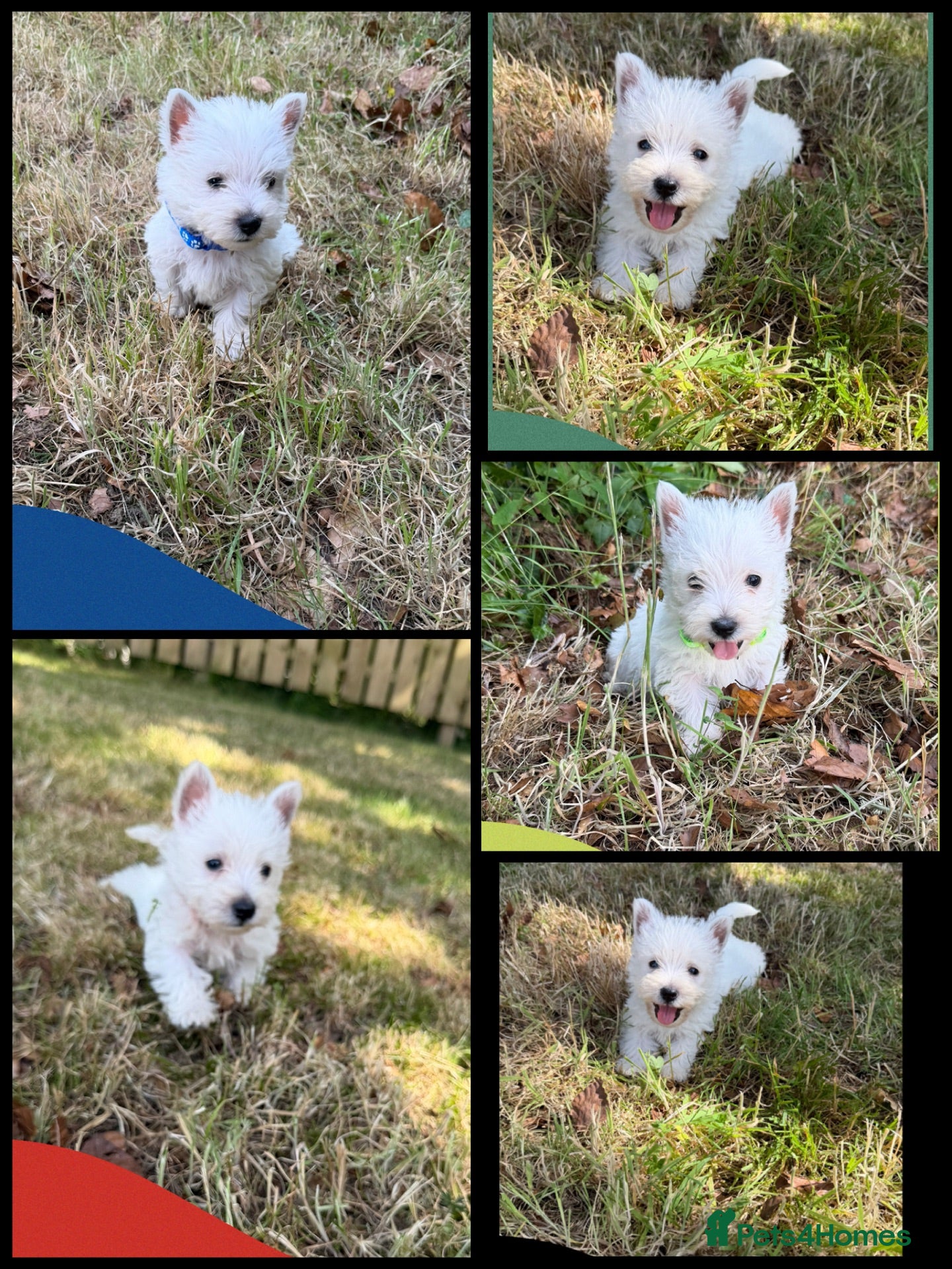 West Highland Terrier dogs West Highland Terrier Pups - Advert 1
