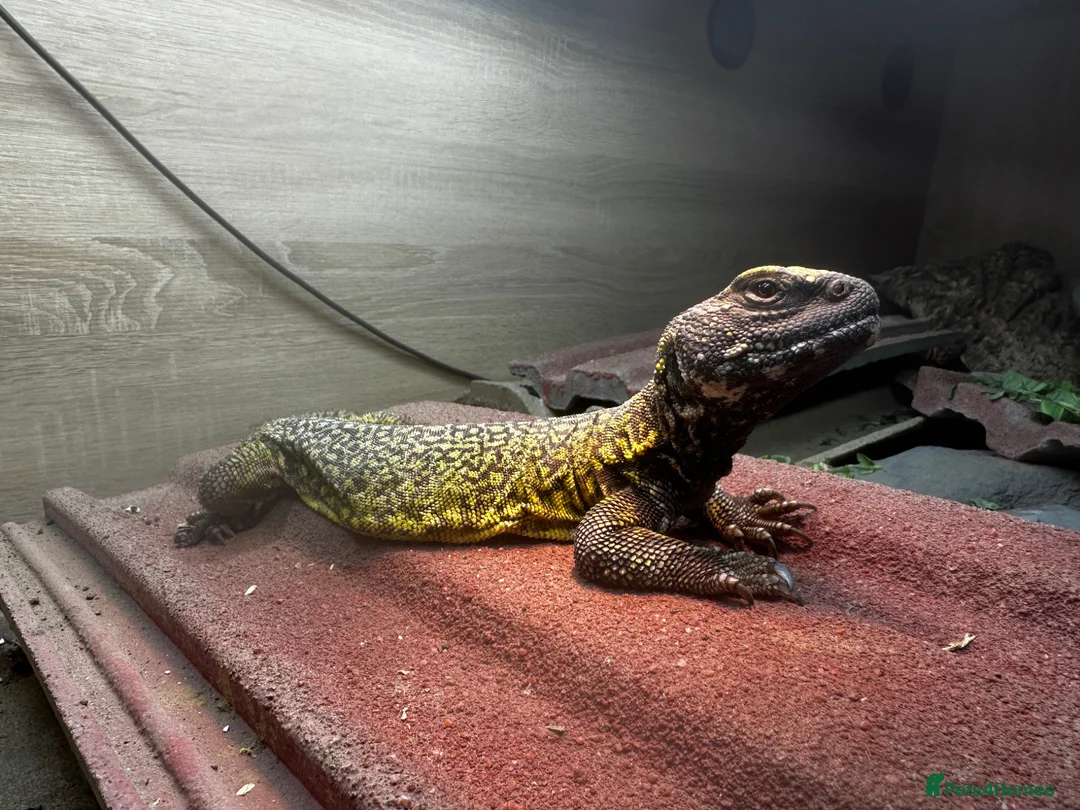 Python Snake reptiles for sale: Various Lizards and Snakes for sale - Advert 1