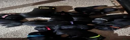 Labrador Retriever dogs for sale: Beautiful litter of KC black working Labradors  - Advert 9