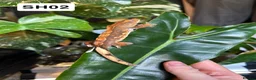 Gecko reptiles for sale: Baby Crested Geckos For Sale 🦎 - Advert 4