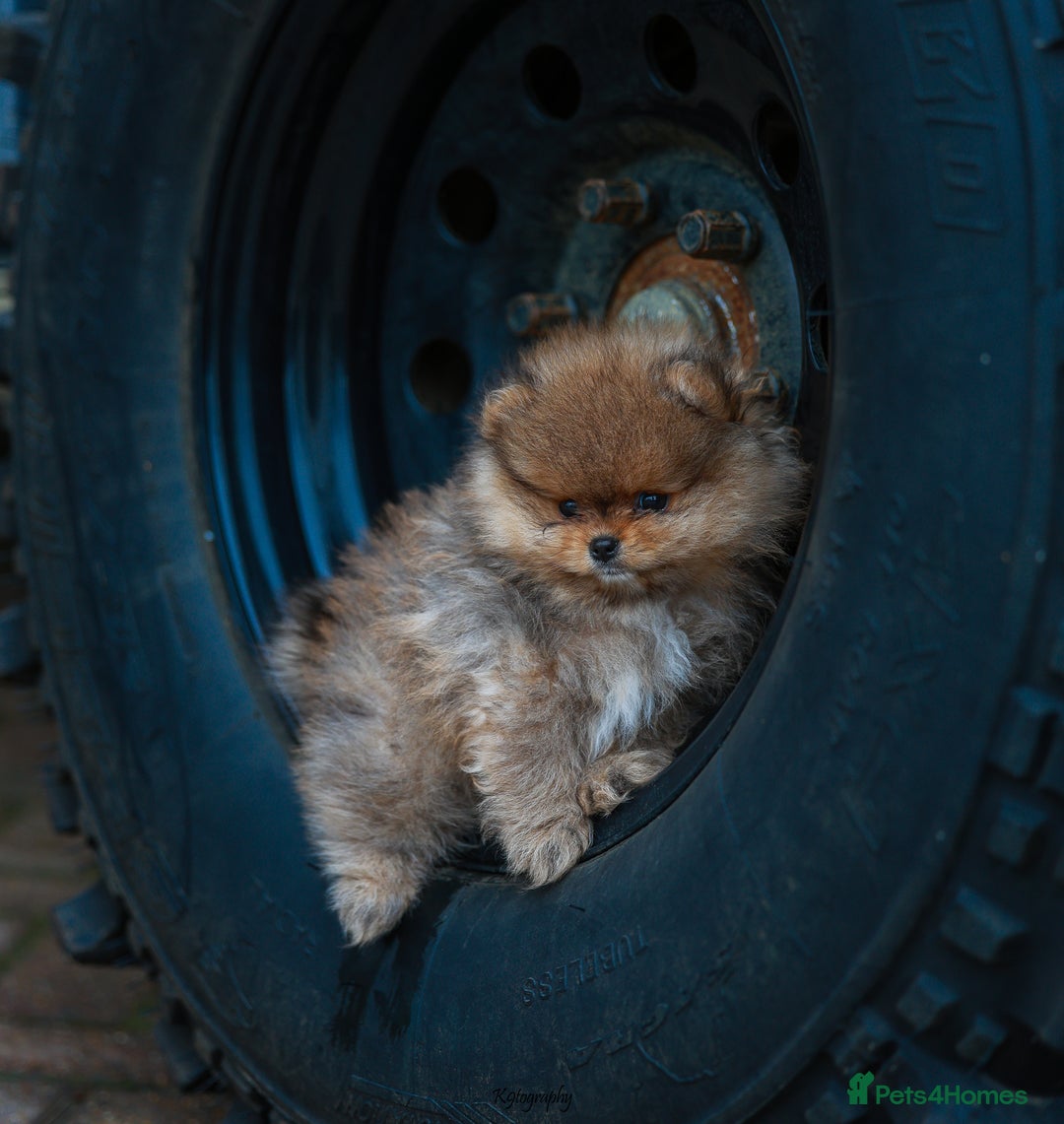 Pomeranian dogs for sale: Toy Pomeranian puppies bear face. Top genetics! - Image 1