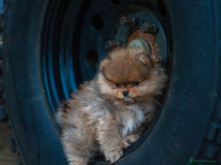 Pomeranian dogs - Advert 2