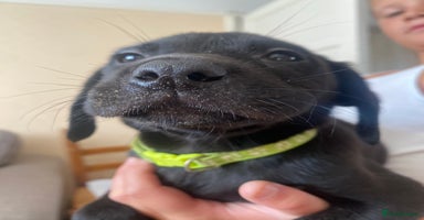 Labrador Retriever dogs - Advert 10