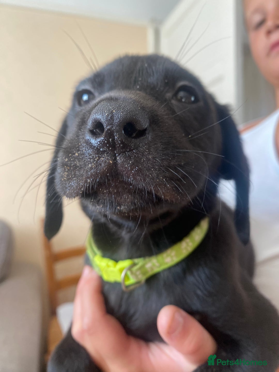 Labrador Retriever dogs for sale: Lovely Labrador puppies  - Image 3