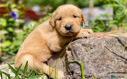 Golden Retriever dogs for sale: Beautiful Golden Retriever Puppies – Family Raised - Image 13