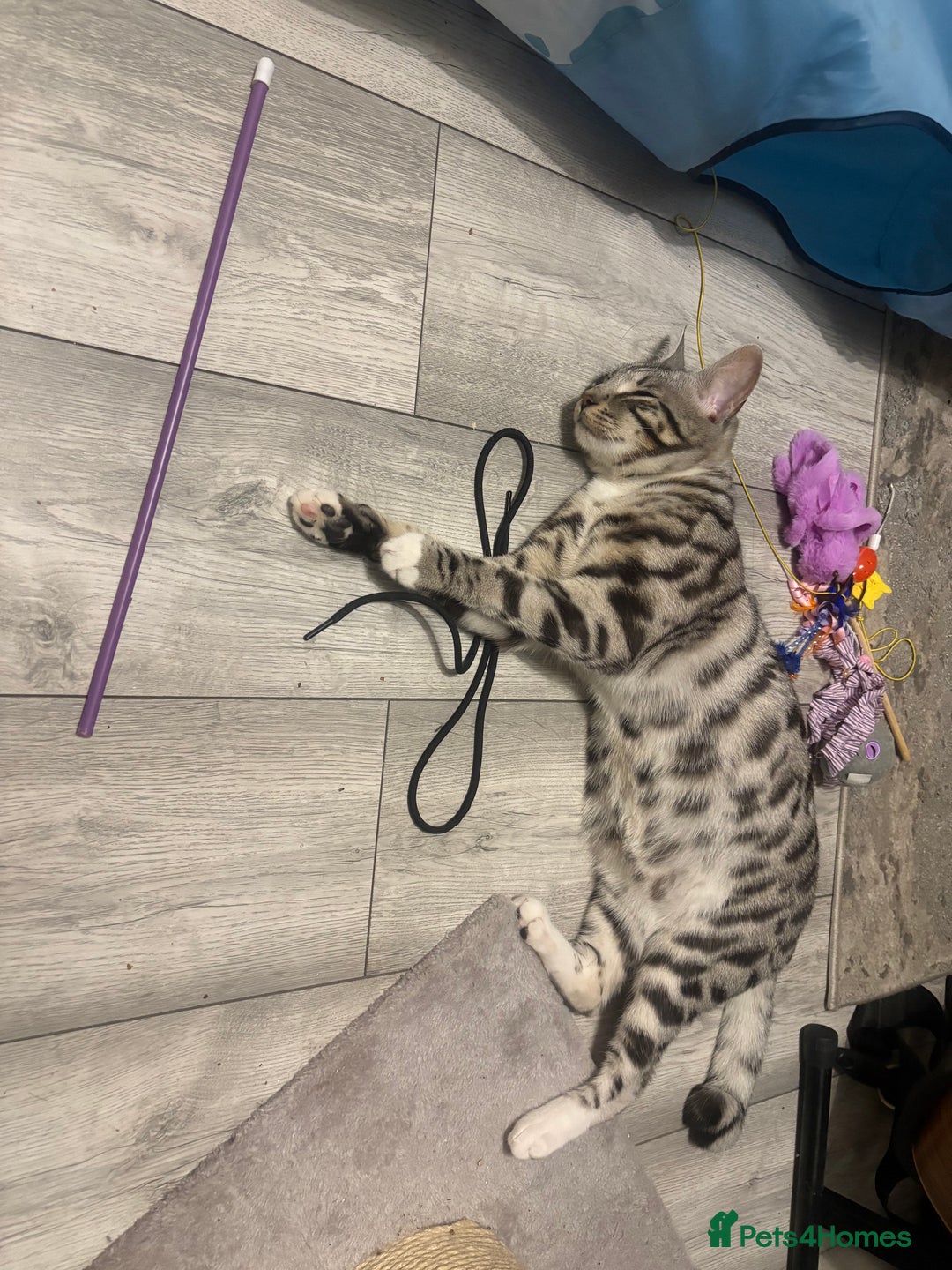 Bengal cats for sale: Bengal cross cat - Image 7