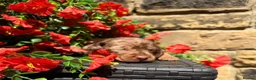 Miniature Dachshund dogs for sale: Long haired miniature dachshund  - Advert 18