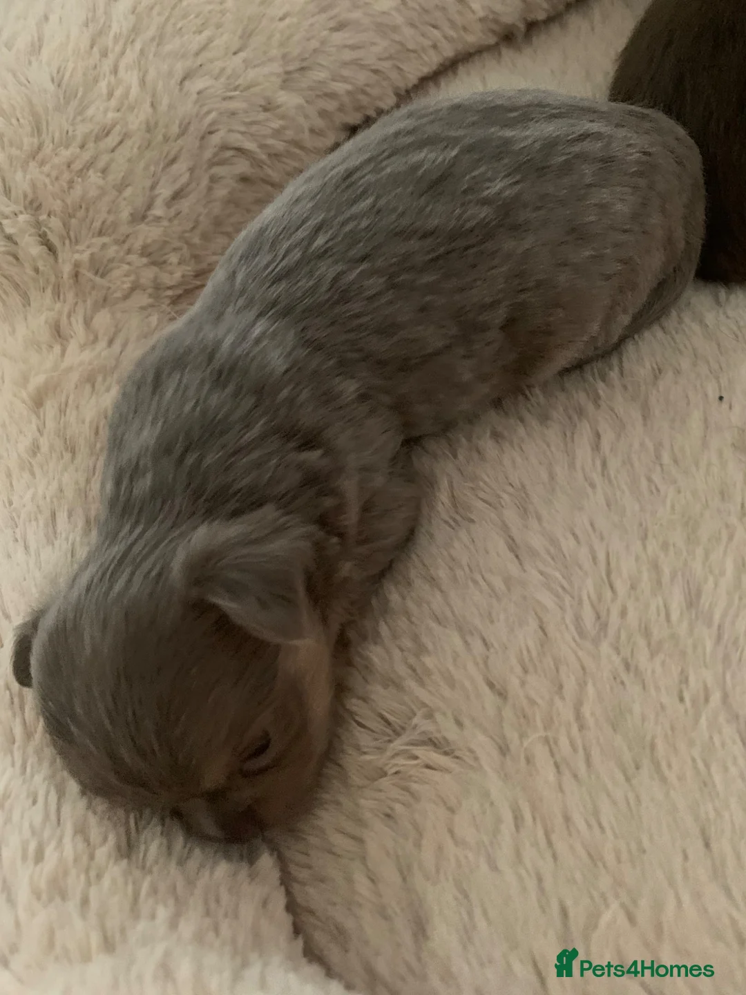 Chihuahua dogs for sale: Chihuahua puppy’s  - Advert 2