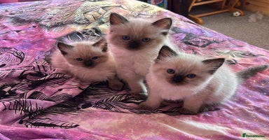 Ragdoll cats GCCF Ragdoll seal kittens, only 2 boys left - Advert 7