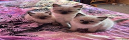Ragdoll cats for sale: GCCF Ragdoll seal kittens, only 2 boys left - Advert 18