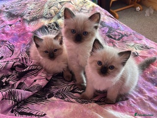 Ragdoll cats GCCF Ragdoll boy kittens - Advert 17