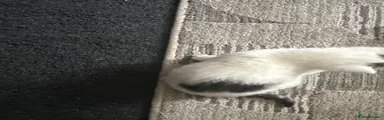 Mixed Breed 1