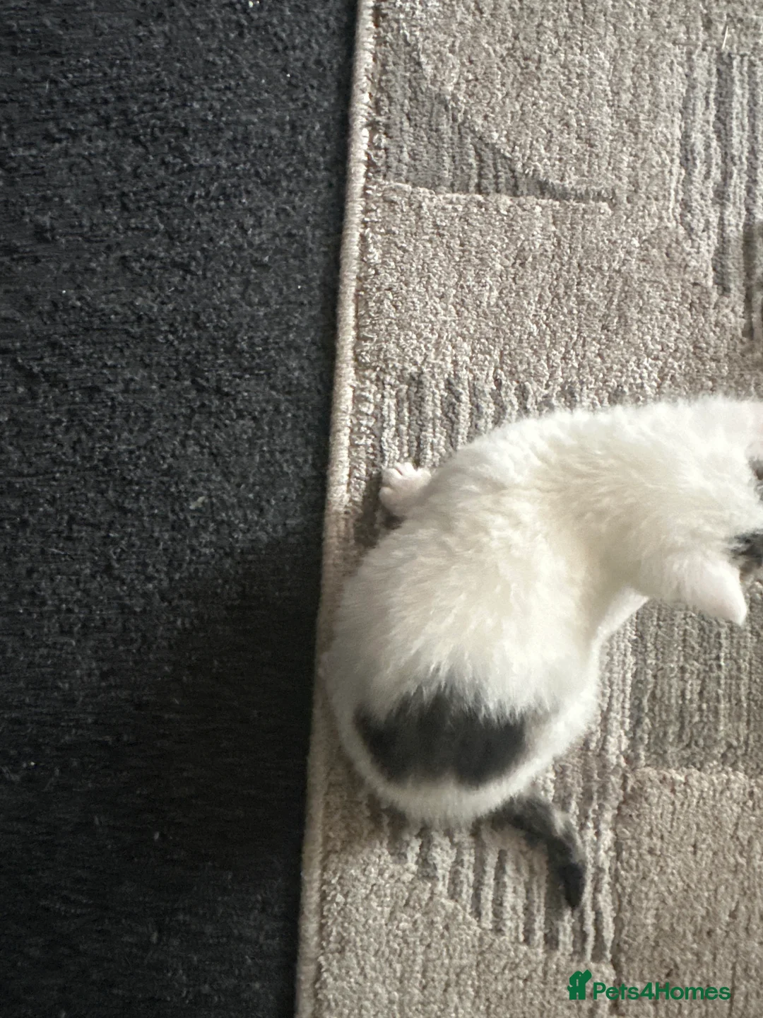 Mixed Breed cats for sale: Kitten - Advert 7