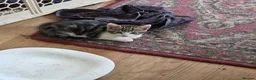 British Shorthair cats for sale: British Shorthair kittens  - Advert 3
