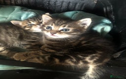 Mixed Breed cats for sale: Fluffy kittens - Image 6