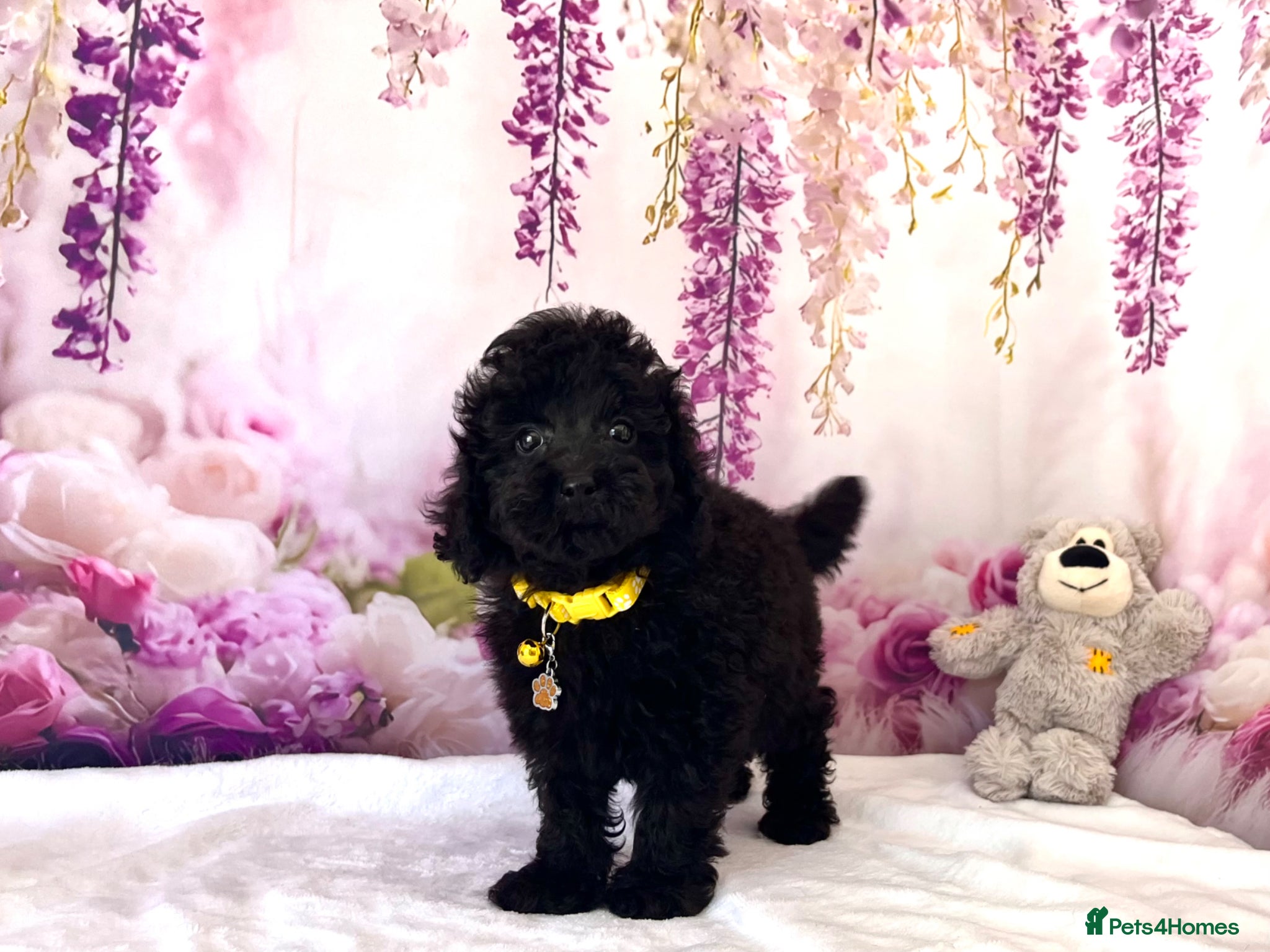 Poodle dogs 🌟Stunning Mini Poodles🌟CHAMPION LINES, DNA CLEAR - Advert 2