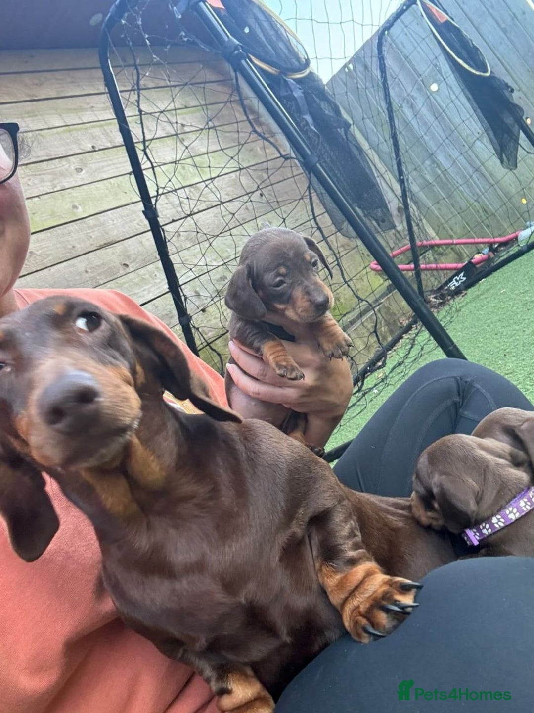 Miniature Dachshund dogs for sale: miniature dachshund puppies - Advert 2