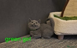 British Shorthair cats for sale: British Blue Shorthair kittens, GCCF pedigree - Image 11