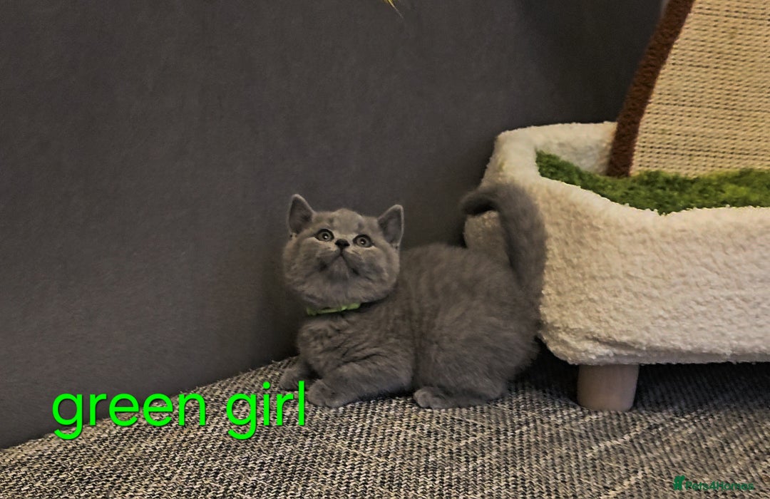 British Shorthair cats for sale: British Blue Shorthair kittens, GCCF pedigree - Image 11