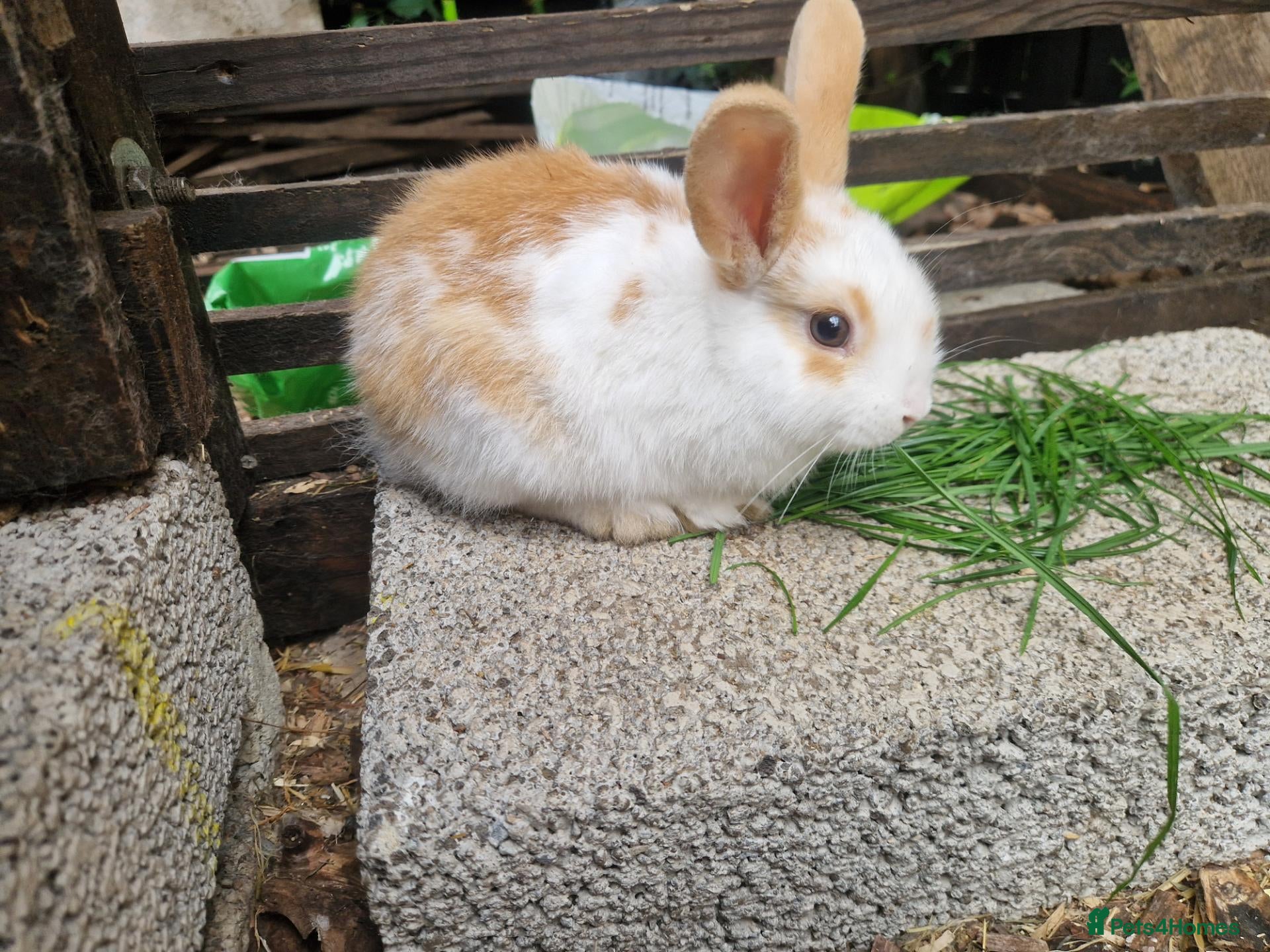 Mixed Breed rabbits Holland Lop mix  - Advert 1