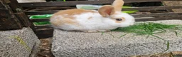 Mixed Breed rabbits for sale: Holland Lop mix  in Hartlepool - Advert 1