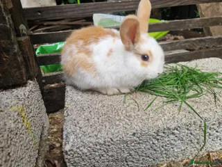 Mixed Breed rabbits Holland Lop mix - Advert 1