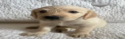 Labradoodle dogs for sale: Stunning Labradoodle puppies - Advert 28