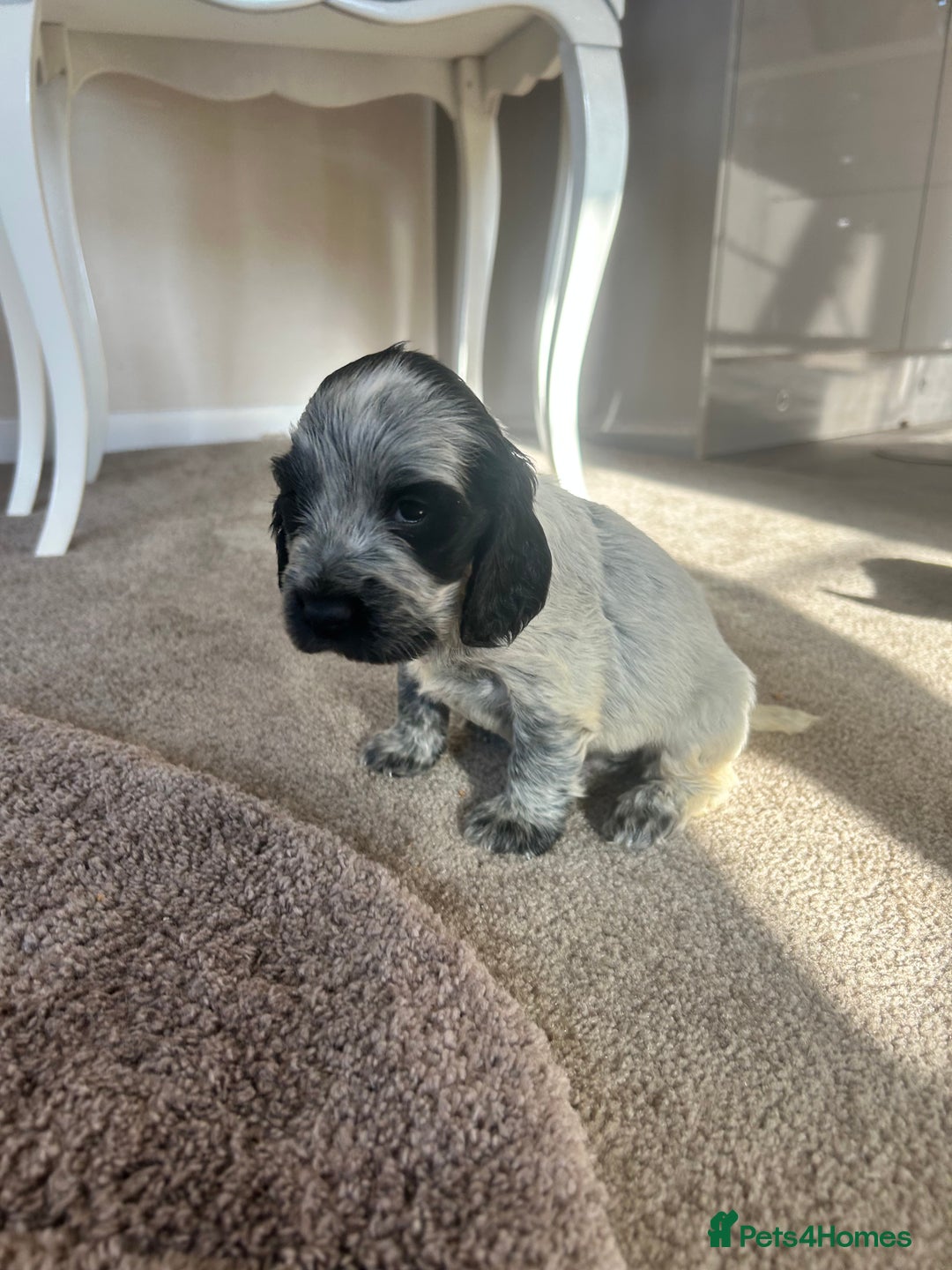 Cocker Spaniel dogs for sale: Cocker spaniel puppys - Image 4