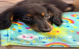 Dachshund dogs for sale: Dachshunds - Image 7