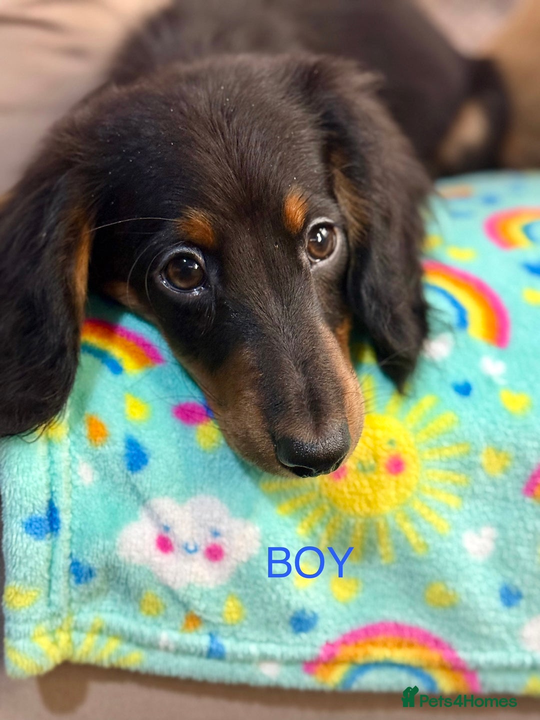 Dachshund dogs for sale: Dachshunds - Image 7