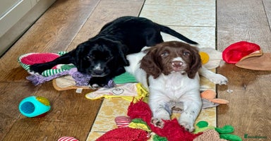 Sprocker dogs - Advert 6