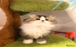 Munchkin cats for sale: Super stunning & rare Minuet - Image 26