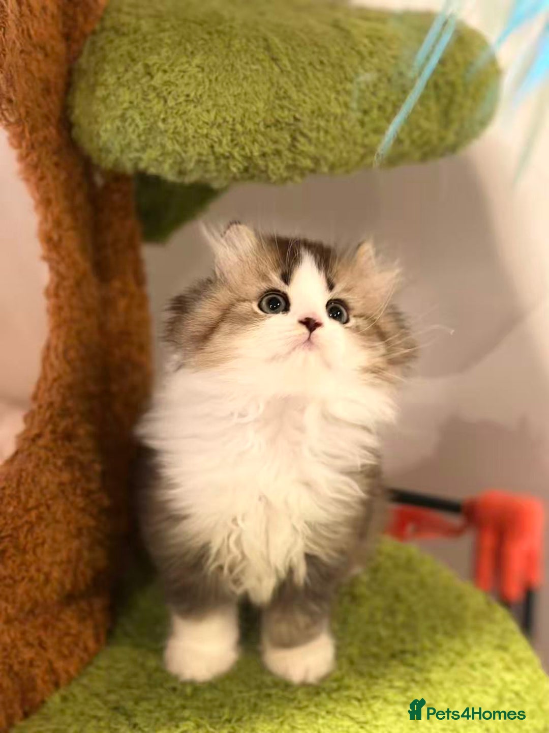 Munchkin cats for sale: Super stunning & rare Minuet - Image 26