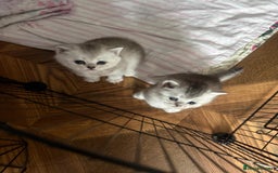 British Shorthair cats for sale: 🥰Beautiful kittens with rare colouring🥰 - Image 33