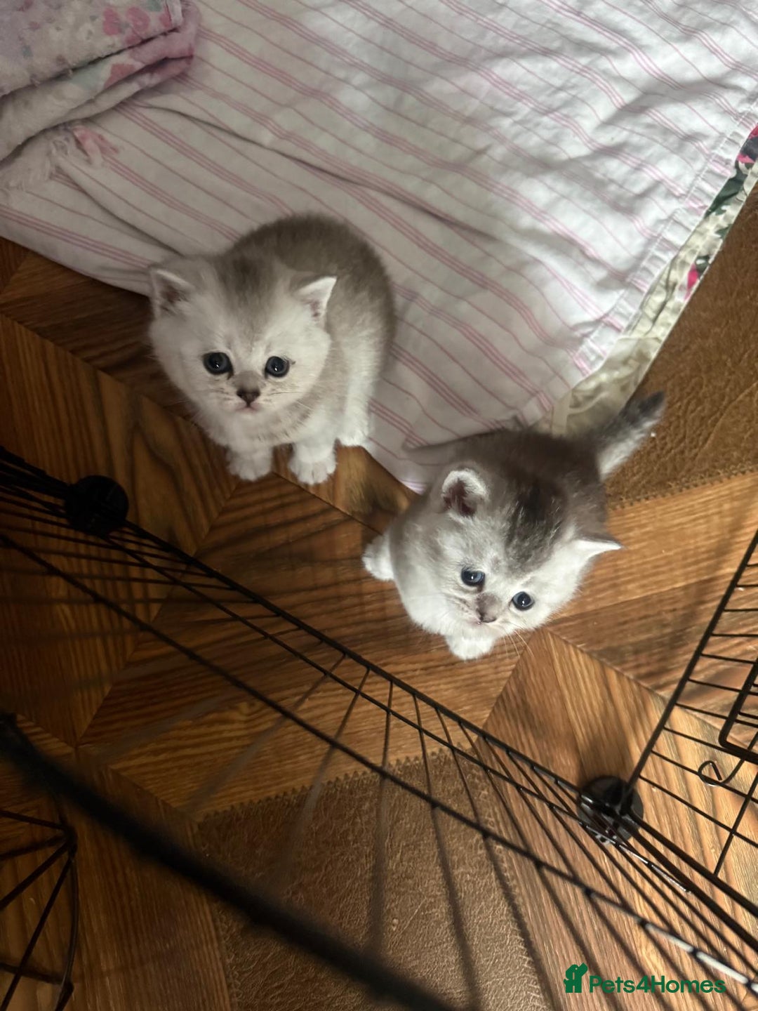 British Shorthair cats for sale: 🥰Beautiful kittens with rare colouring🥰 - Image 33
