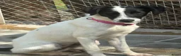 Mixed Breed dogs for adoption: Rama - Norwich Norfolk  - Advert 2
