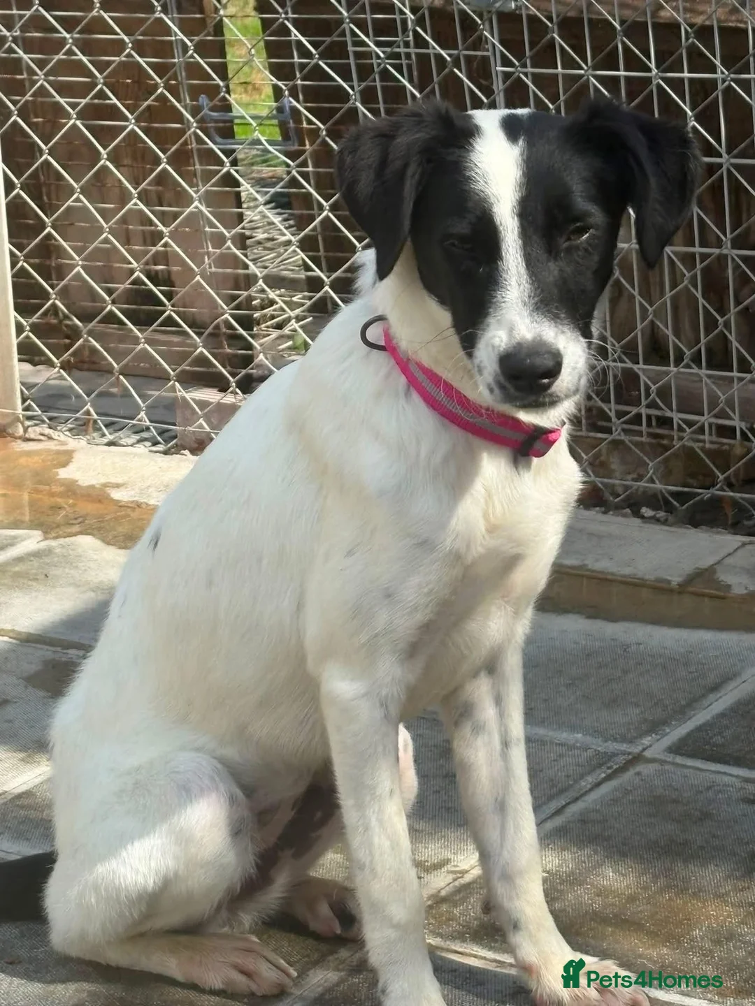 Mixed Breed dogs for adoption: Rama - Norwich Norfolk  - Advert 2