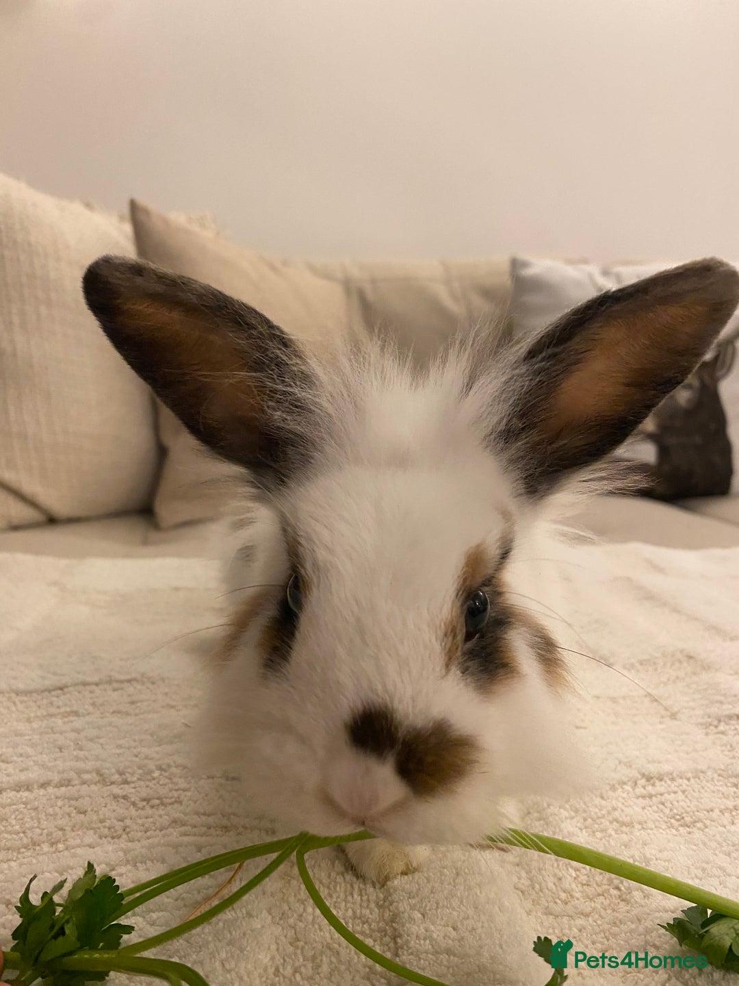 Lionhead rabbits for sale: 2 Lionhead Bunnies. cage and carrier include. - Advert 4