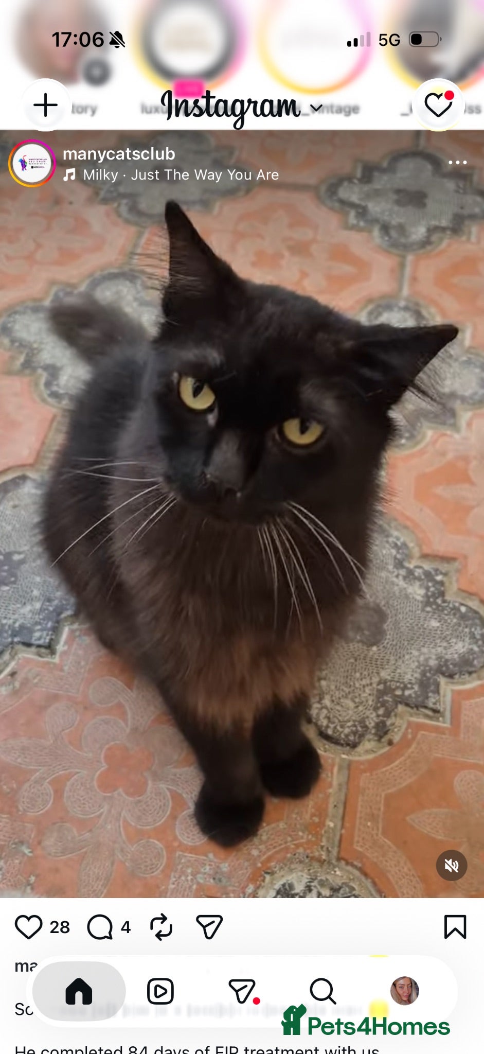 Domestic Shorthair cats Raven  - Advert 3