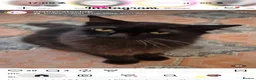 Domestic Shorthair cats for adoption: Raven  - Advert 1