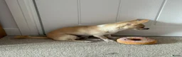 Pomchi dogs for sale: READ ADVERT! Beautiful cream Pomchi boy  - Advert 2