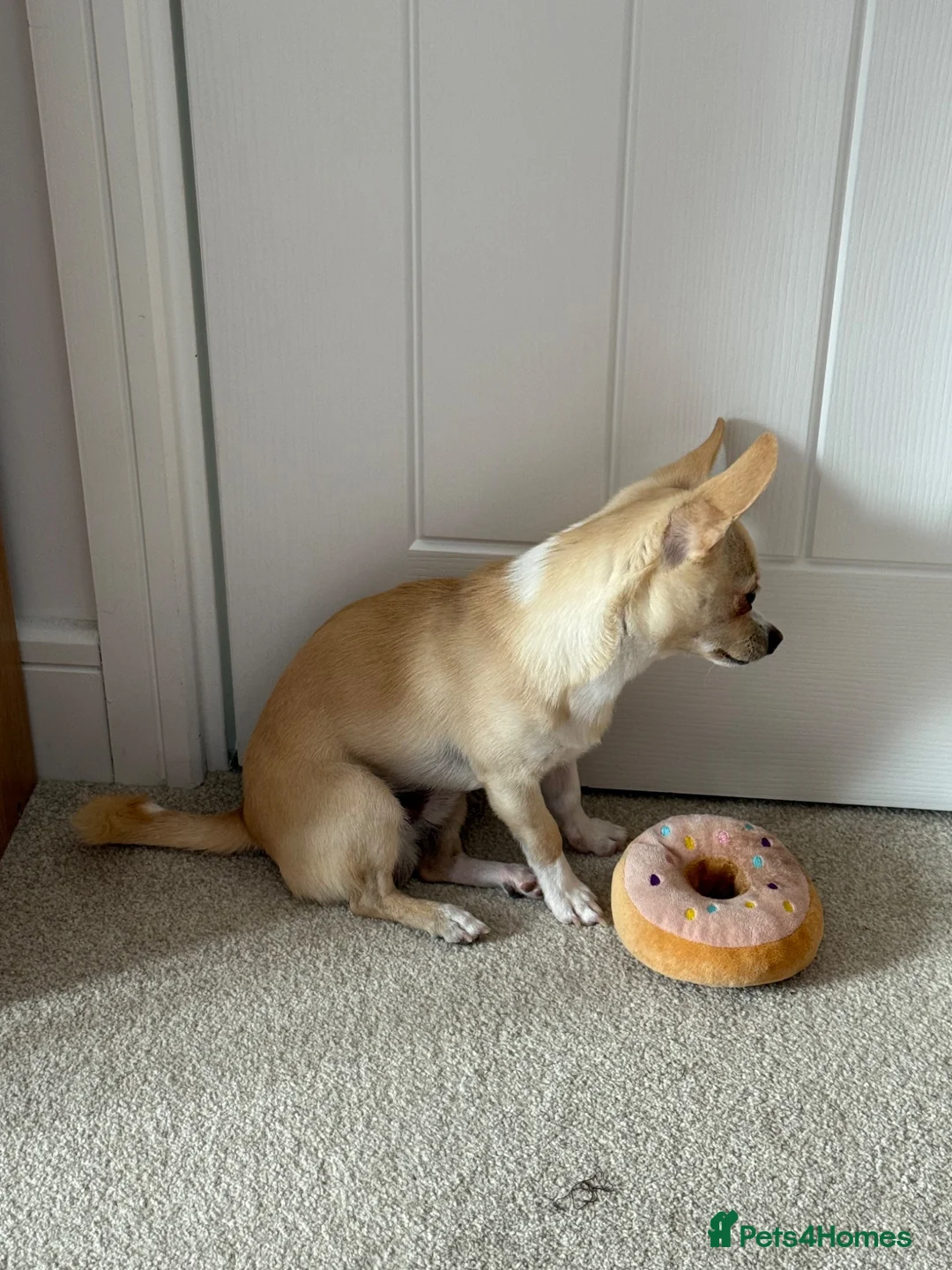 Pomchi dogs for sale: READ ADVERT! Beautiful cream Pomchi boy  - Advert 2