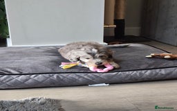 Cockapoo dogs for sale: ✨️ Cockapoo girl available now ✨️ - Image 3