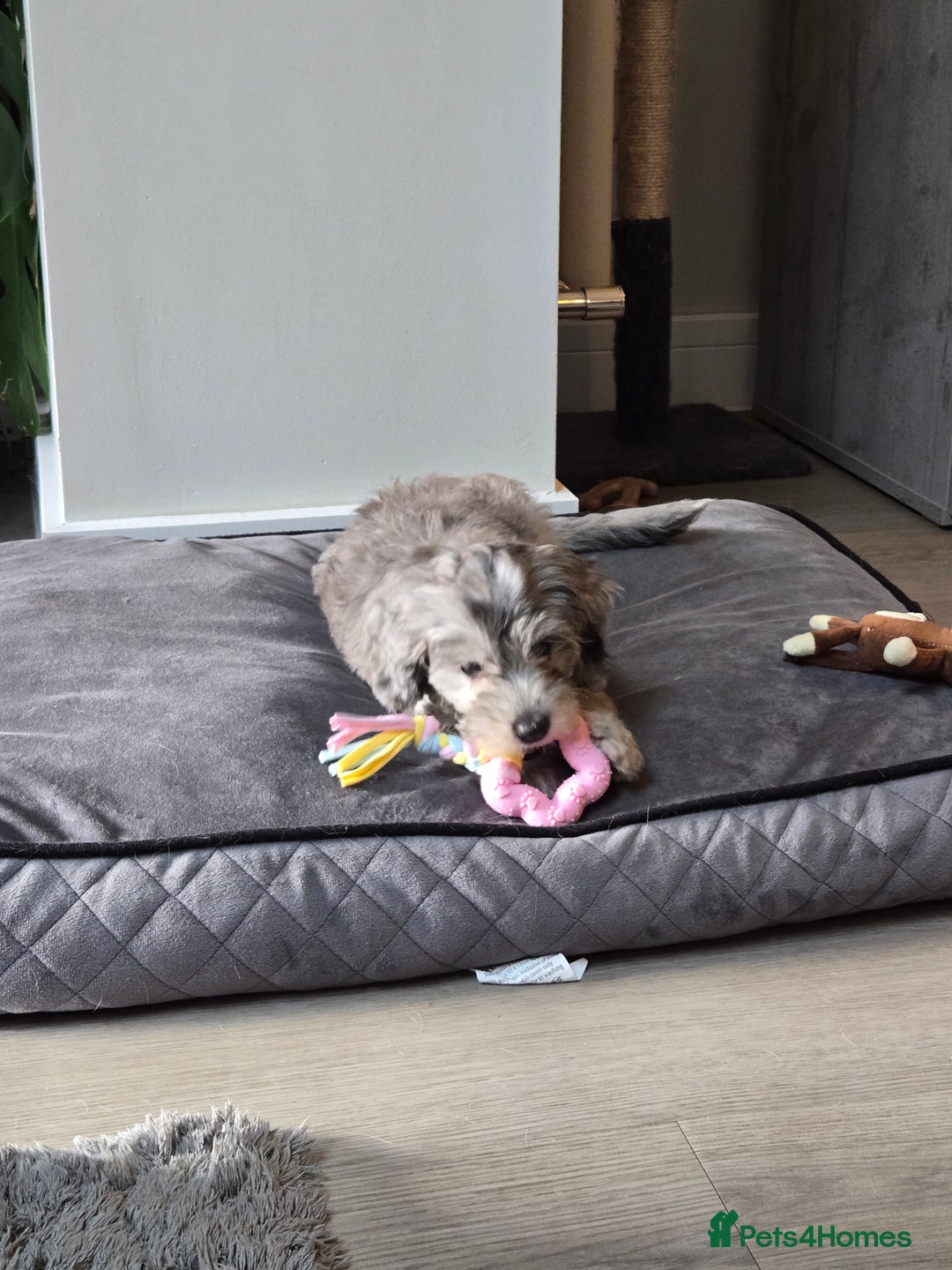 Cockapoo dogs for sale: ✨️ Cockapoo girl available now ✨️ - Image 3